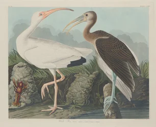Ibis Blanco