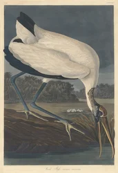 Ibis de madera