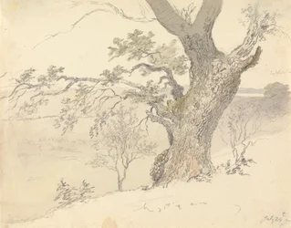 Un roble en Englefield Park