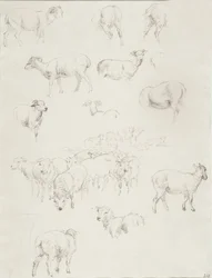 Rebaño de ovejas, después de 1794