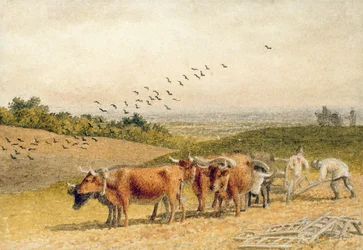 Bueyes arando un campo en la llanura