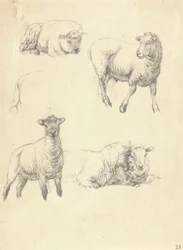 Ovejas