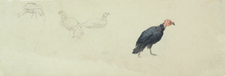 Estudios de un pavo