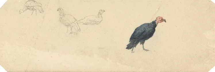 Estudios de un pavo