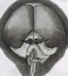 Mosca gris, observación XXXIX de Micrographia de Hooke, 1664