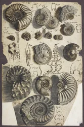 Sra. Agregar. 5262, n. 152 Snake-stones (ammonites) (pluma y tinta con aguada sobre papel)