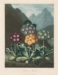 El Templo de Flora, o Jardín de la Naturaleza: Un grupo de aurículas, 1803