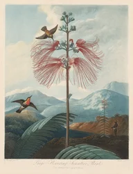 El templo de Flora, o Jardín de la naturaleza: Planta sensible de gran floración