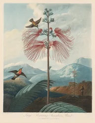 El Templo de Flora, o Jardín de la Naturaleza: Gran Planta Sensitiva en Flor, 1799-1807