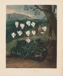 El Templo de Flora, o Jardín de la Naturaleza: El ciclamen persa
