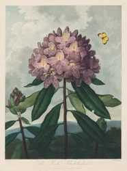El Templo de Flora, o Jardín de la Naturaleza: El Rododendro Póntico, 1799-1807