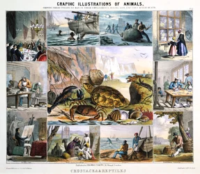 Crustáceos y reptiles, c1850