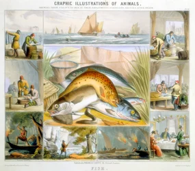 Pez, c1850