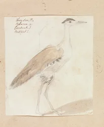 Avutarda india