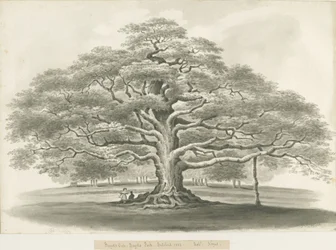 Blithfield - Roble de Bagot