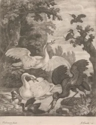Aves acuáticas