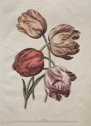 Ocho hermosos grupos de flores naturales en contornos por de la Cour: Tulipanes, c. 1770