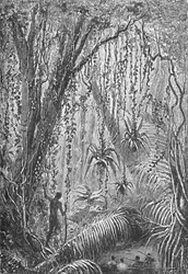 Bosque brasileño, c1885-1890