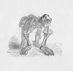 Esqueleto del Megatherium, c1885, 1890