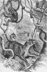 El Puma, c. 1885-1890