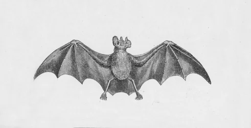 Murciélago vampiro, c1885, 1890