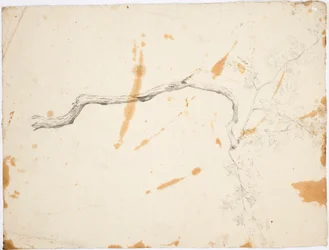 TOPIC de Italia: el árbol caducifolio