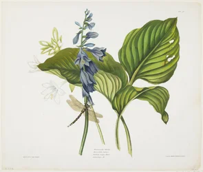 Hostas comunes y libélula inglesa