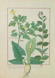 Celidonia mayor o amapola, Solanum o solanácea, y aron, ilustración de The Book of Simple Medicines de Mattheaus Platearius, 113v