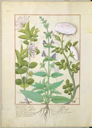Madreselva, Salvia y Rosa, ilustración del Libro de Medicinas Simples de Mattheaus Platearius 133v