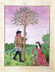 Lavanda, eléboro y un pariente de la familia del pepino, ilustración del Libro de Medicinas Simples de Mattheaus Platearius 131r