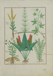 Fila superior: Maíz, Equisetum y Labruscae flos. Fila inferior: Margarita, Jarus y Mejorana, ilustración de El Libro Simple de Medicinas, por Mattheaus Platearius (d.c.1161) c.1470