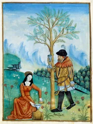 La recolección del bálsamo. Un hombre recolecta la resina, o savia, que fluye de un árbol (Flora: balsamero), utilizada para medicina, mientras una mujer la pone en un barril. Miniatura en el “Libro de los simples doctores” (Folio 187v) c.1520-1530. Ilumin