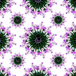 Mundo de Orquídeas