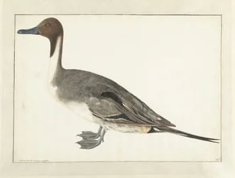 Pato de barca