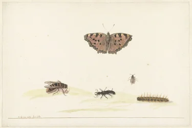 Hoja de estudio con diferentes insectos