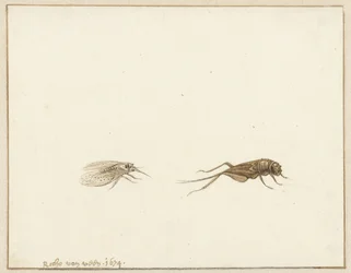 Dos insectos