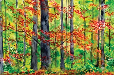 El resplandor del bosque en otoño