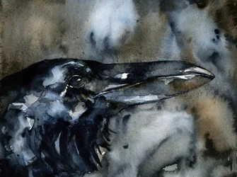 Perfil de cuervo oscuro