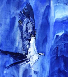 Águila pescadora volando