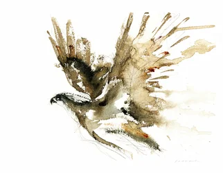 Águila voladora en acuarela