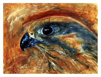 Ojo de halcón