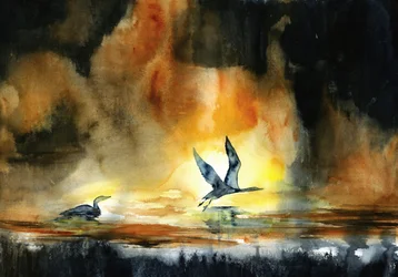 Aves acuáticas al atardecer