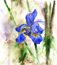 Iris azul intenso