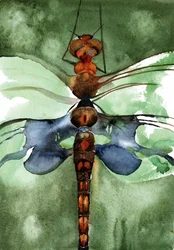 Libélula en acuarela de colores vivos