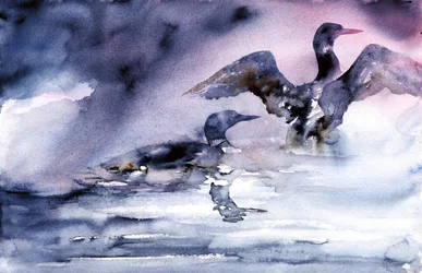 Aves acuáticas al atardecer