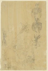 Estudios florales y mujeres bañistas