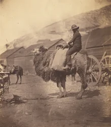[Hombre montando un camello]