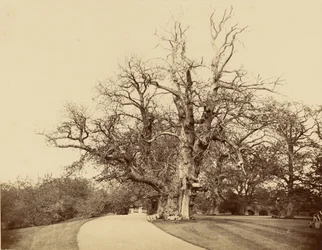 [Estudio de un árbol y un camino de acceso]