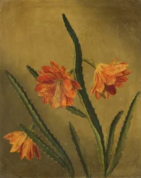 Estudio de flores