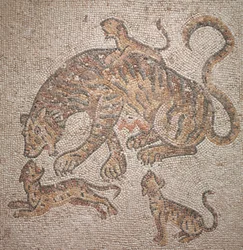 Tigresa y Cachorros, 300s